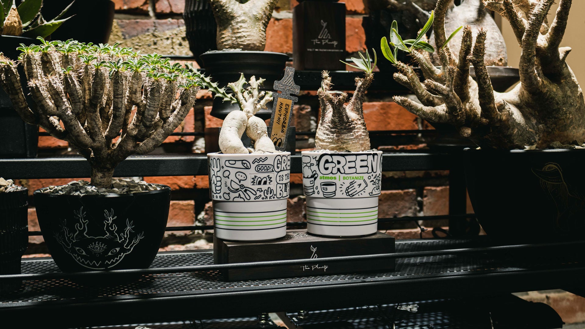 THE PLANTS X JANGGUTBEAR | THE INSPIRATION BEHIND THE COLLABORATION
